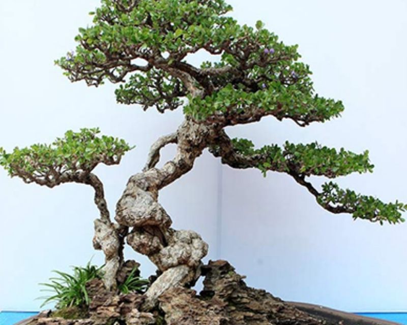 cay-bonsai-1