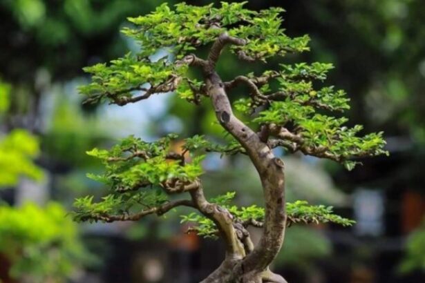 cay-bonsai