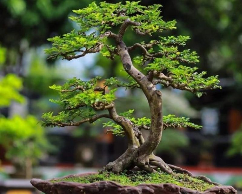 cay-bonsai