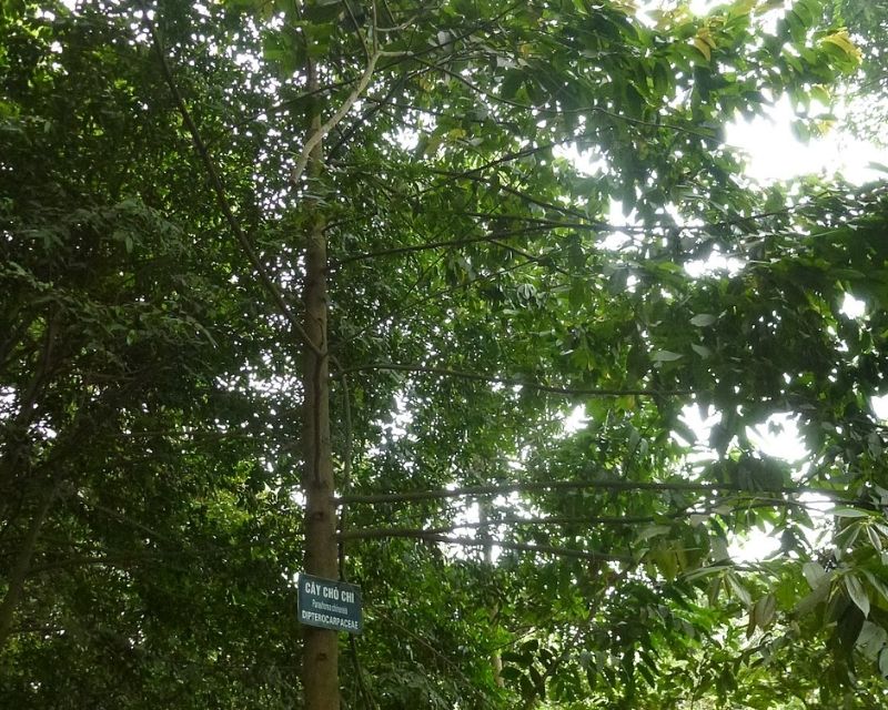 cay-cho-chi-2