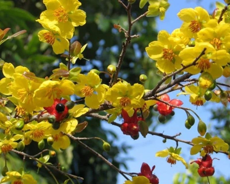 cay-mai-yen-tu