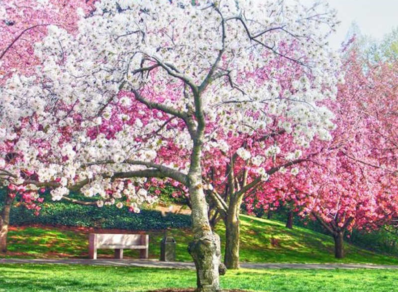 hinh-anh-cay-anh-dao-dep-1