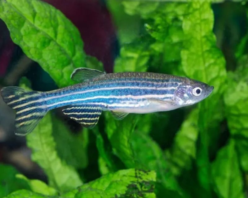 cac-loai-ca-canh-nho-re-tien-1