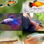 cac-loai-ca-canh-nho-re-tien