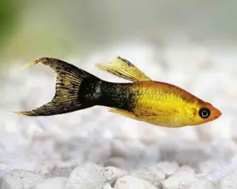 cac-loai-ca-canh-nho-re-tien-2