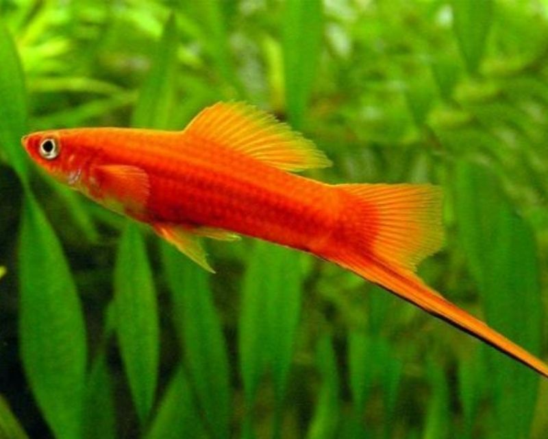 cac-loai-ca-canh-nho-re-tien-4