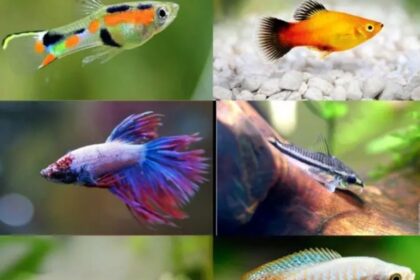 cac-loai-ca-canh-nho-re-tien