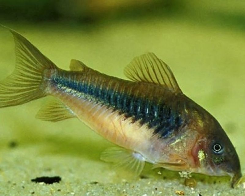 cac-loai-ca-canh-nho-re-tien-5