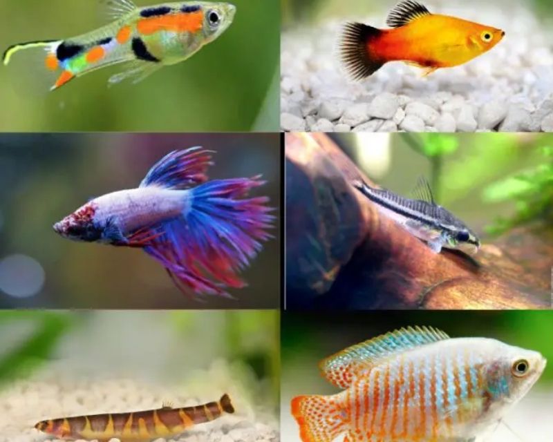 cac-loai-ca-canh-nho-re-tien