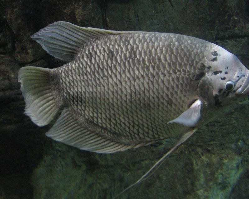 cac-loai-ca-canh-size-lon-1