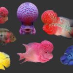 cac-loai-ca-canh-size-lon