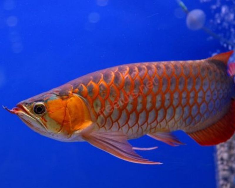 cac-loai-ca-canh-size-lon-2