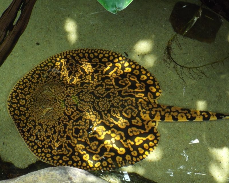 cac-loai-ca-canh-size-lon-3