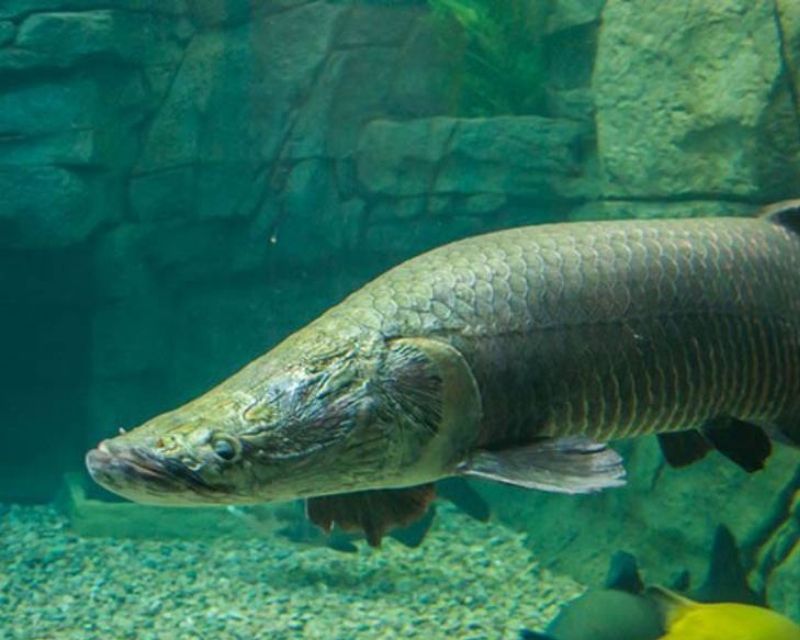 cac-loai-ca-canh-size-lon-4