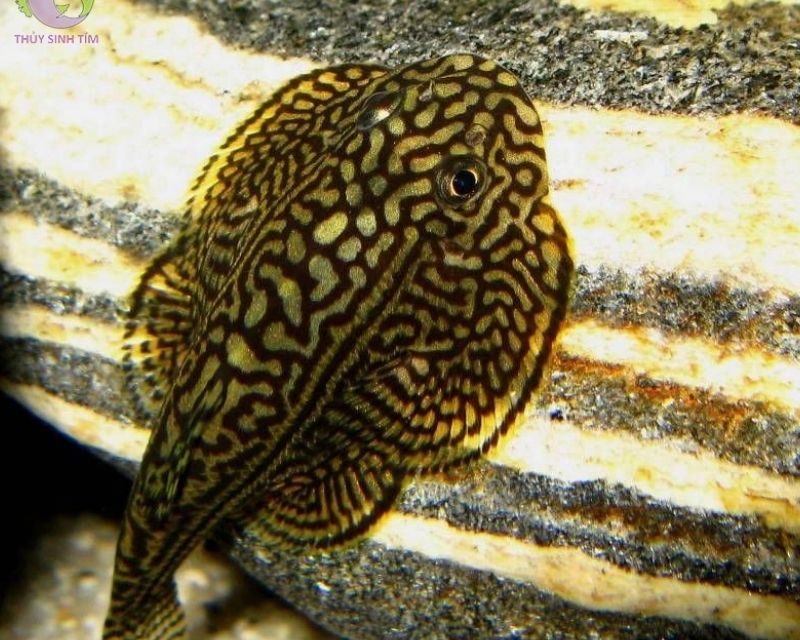 cac-loai-ca-canh-size-lon-5