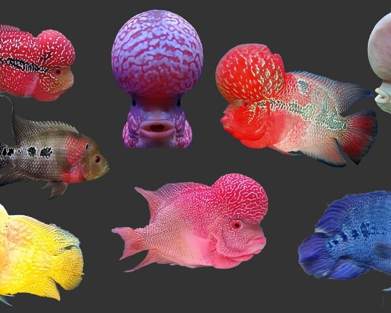 cac-loai-ca-canh-size-lon