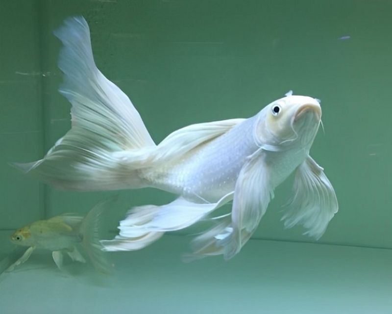 cac-loai-ca-chep-canh-1