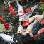 cac-loai-ca-chep-canh