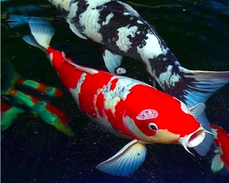 cac-loai-ca-chep-canh-2