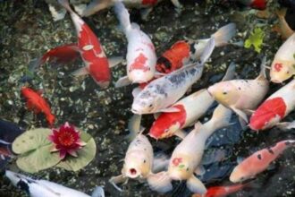 cac-loai-ca-chep-canh