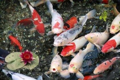 cac-loai-ca-chep-canh