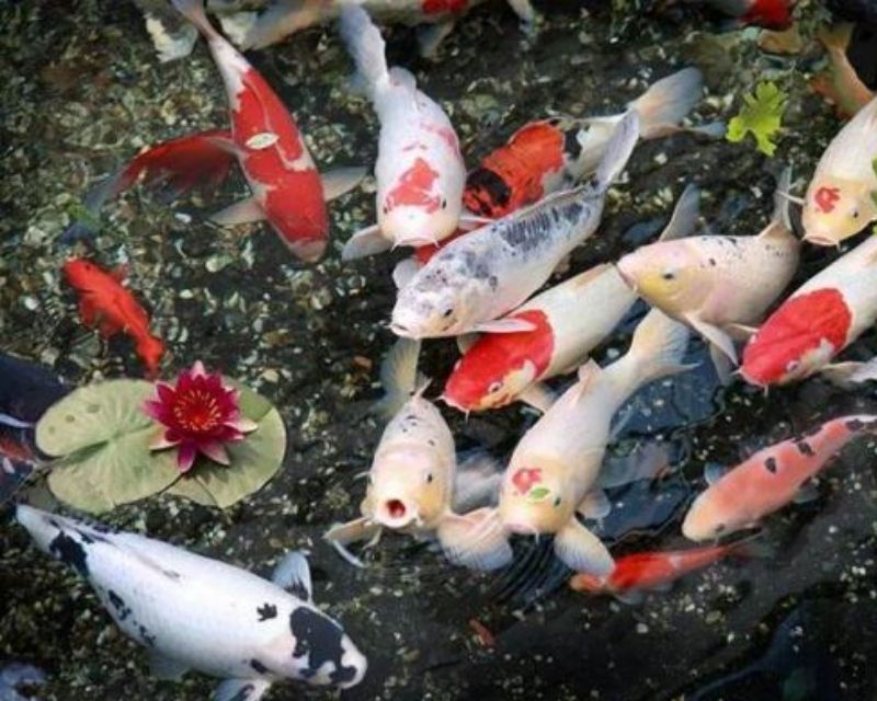 cac-loai-ca-chep-canh