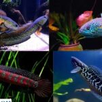 cac-loai-ca-loc-canh