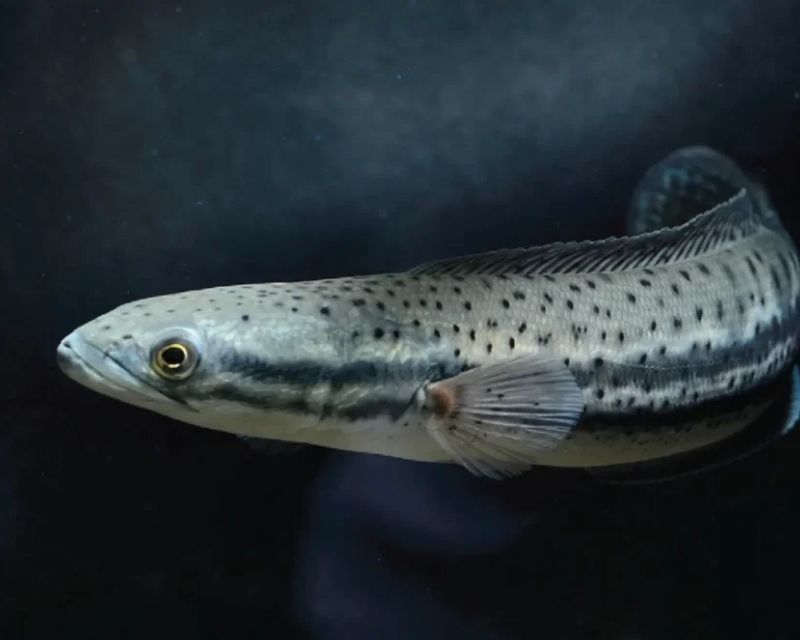 cac-loai-ca-loc-canh-2