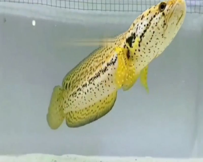 cac-loai-ca-loc-canh-4