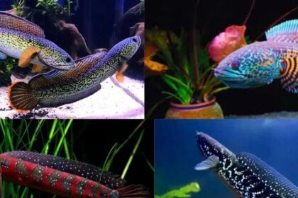 cac-loai-ca-loc-canh