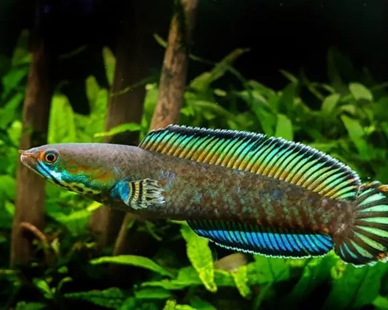 cac-loai-ca-loc-canh-5