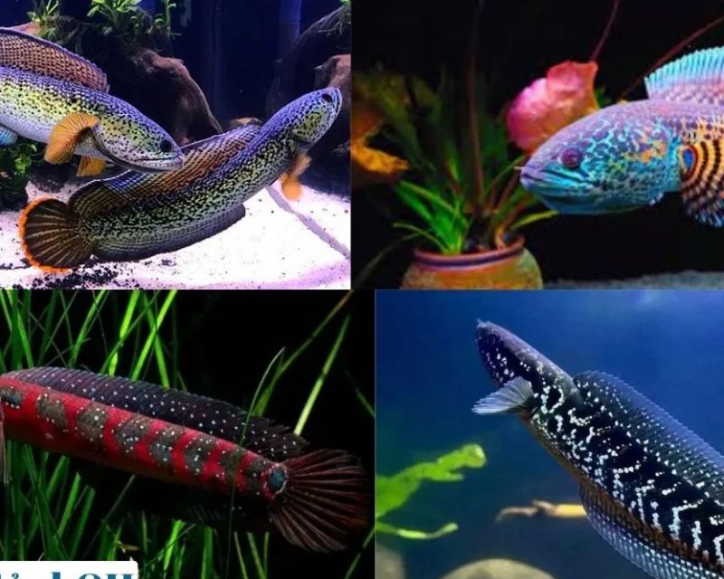 cac-loai-ca-loc-canh