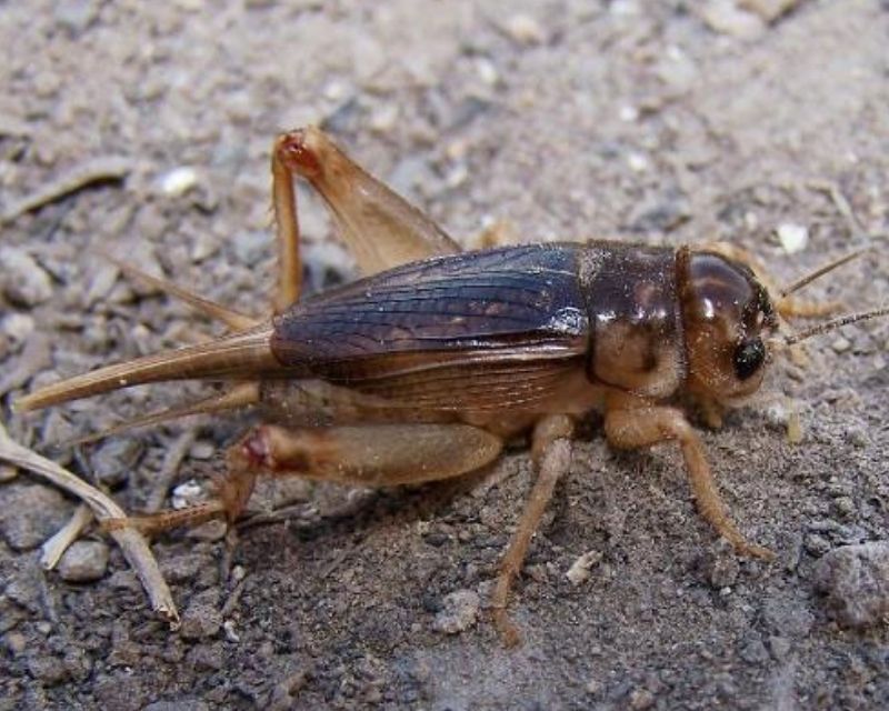 de-vao-nha-la-diem-gi-1