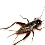 de-vao-nha-la-diem-gi