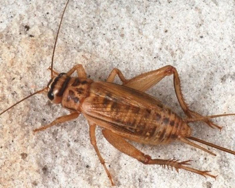 de-vao-nha-la-diem-gi-2