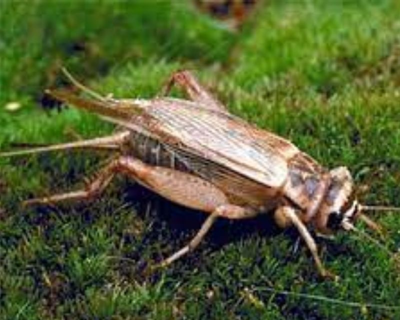 de-vao-nha-la-diem-gi-3