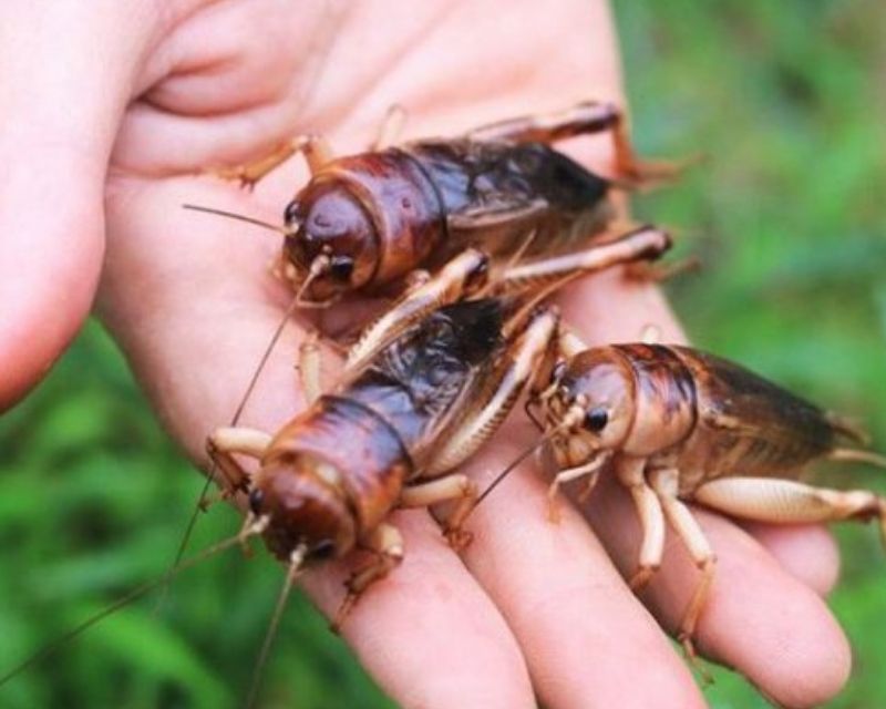 de-vao-nha-la-diem-gi-4