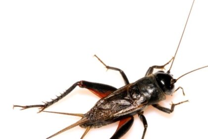 de-vao-nha-la-diem-gi