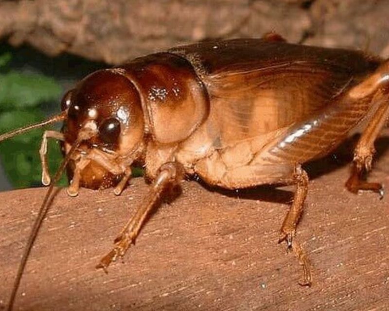 de-vao-nha-la-diem-gi-5