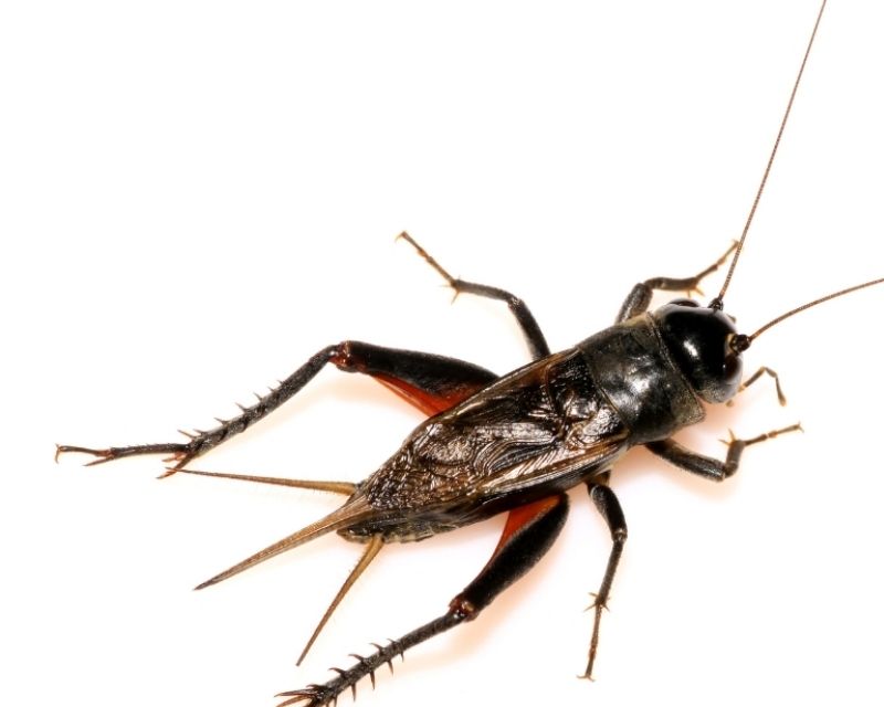 de-vao-nha-la-diem-gi